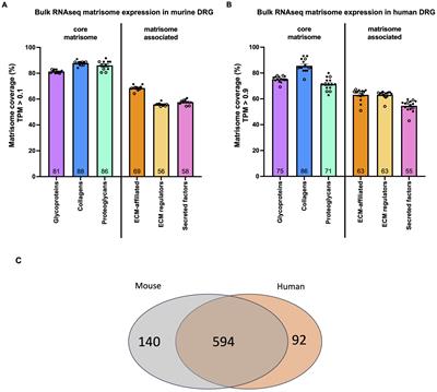 Analysis of matrisome expression patterns in murine and human dorsal root ganglia